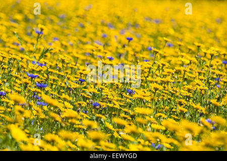 CHRYSANTHEMUM SEGETUM - MAIS RINGELBLUME IN KULTIVIERTEN WILDBLUMENWIESE Stockfoto