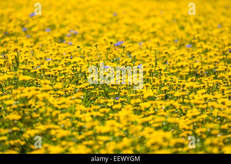 CHRYSANTHEMUM SEGETUM - MAIS RINGELBLUME IN KULTIVIERTEN WILDBLUMENWIESE Stockfoto