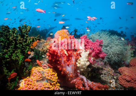 Riff von Weichkorallen, Dendronephthya SP., Triton Bay, West Papua, Indonesien Stockfoto