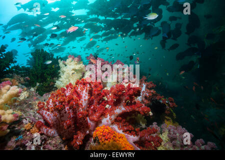 Riff von Weichkorallen, Dendronephthya SP., Triton Bay, West Papua, Indonesien Stockfoto