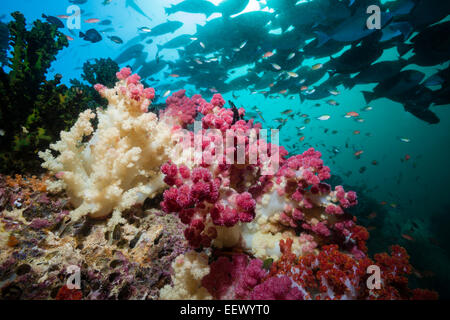 Riff von Weichkorallen, Dendronephthya SP., Triton Bay, West Papua, Indonesien Stockfoto
