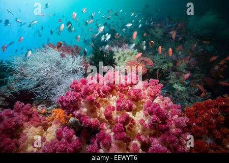 Riff von Weichkorallen, Dendronephthya SP., Triton Bay, West Papua, Indonesien Stockfoto