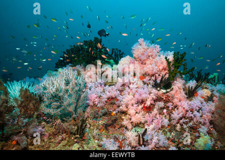 Riff von farbigen Weichkorallen, Dendronephthya SP., Triton Bay, West Papua, Indonesien Stockfoto