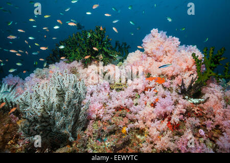 Riff von farbigen Weichkorallen, Dendronephthya SP., Triton Bay, West Papua, Indonesien Stockfoto