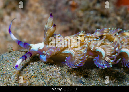 Aeolid Nacktschnecken, Pteraeolidia Ianthina, Ambon, Molukken, Indonesien Stockfoto