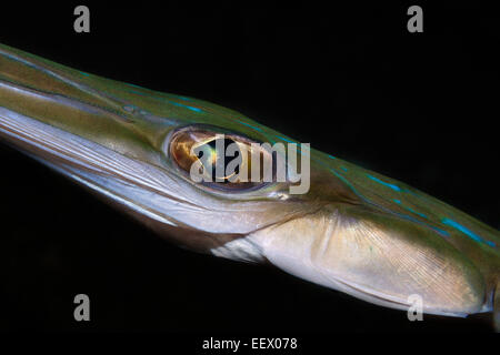 Auge des Flutemouth, Fistularia Commersonii, Ambon, Molukken, Indonesien Stockfoto