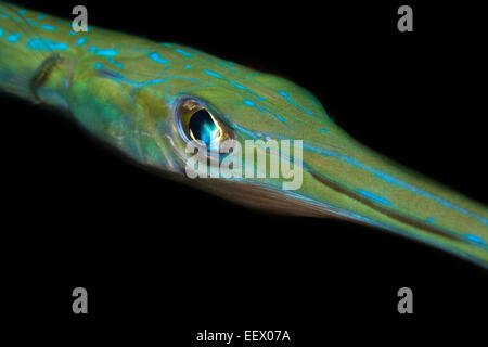 Leiter des Flutemouth, Fistularia Commersonii, Ambon, Molukken, Indonesien Stockfoto