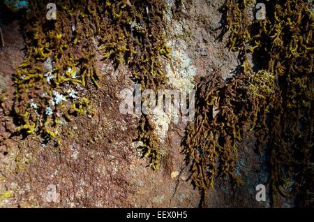 Felswand in Moos und Flechten bedeckt. Stockfoto