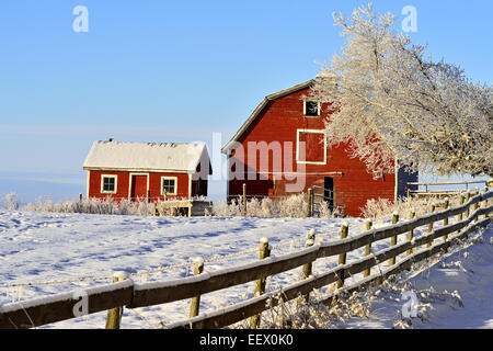 Ein Winter-szenisches eines roten Scheune und Schuppen entlang einem frostigen Horizont in ländlichen Alberta Kanada Stockfoto