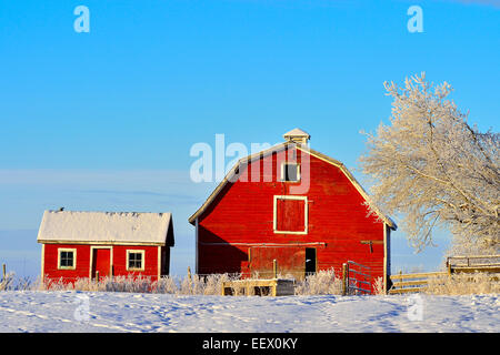 Ein Winter-szenisches eines roten Scheune und Schuppen entlang einem frostigen Horizont in ländlichen Alberta Kanada Stockfoto