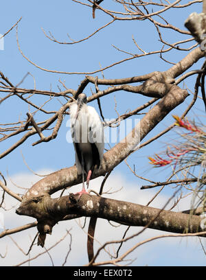 Holz-Storch häufig gesehen in den Florida Everglades Stockfoto