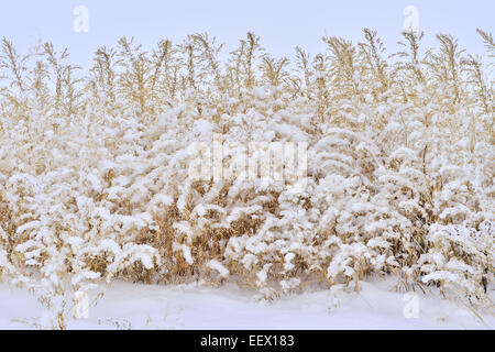 Große braune Wildgras zum Jahresende eine Hof-Feld bedeckt mit Schnee und frost Stockfoto