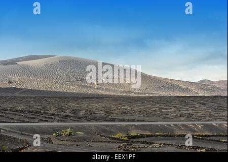 Weinberge auf schwarzem Vulkansand in La Geria Tal, Insel Lanzarote, Kanarische Inseln, Spanien Stockfoto