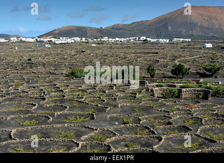 Weinberge auf schwarzem Vulkansand in La Geria Tal, Insel Lanzarote, Kanarische Inseln, Spanien Stockfoto