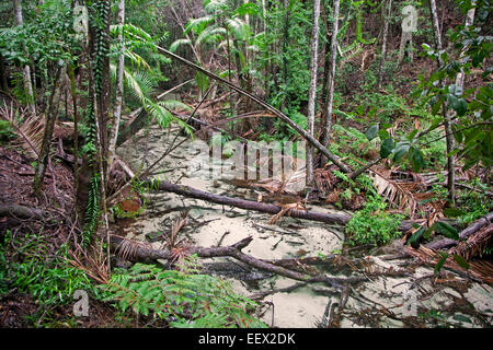 Creek im Mangrovenwald auf Fraser Island, Queensland, Australien Stockfoto