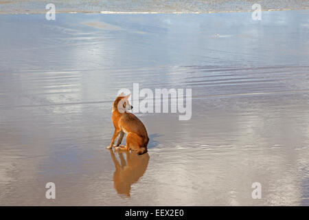 Dingo (Canis Lupus Dingo) mit dem Stichwort Ohrmarke sitzen am Strand auf Fraser Island, Queensland, Australien Stockfoto