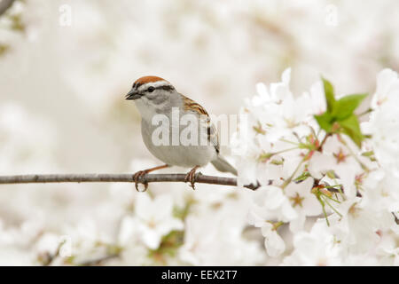 Spatzen Vögel singvogel singvogel singvogel singvogel singvogel in Crabapple Blossoms Vogel Ornithologie Wissenschaft Natur Wildtiere Umwelt Stockfoto