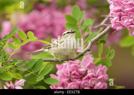 Chipping Sparrow Vogel Barschen in rosa Heuschreckenblüten Vogel Ornithologie Wissenschaft Natur Tierwelt Umwelt Stockfoto