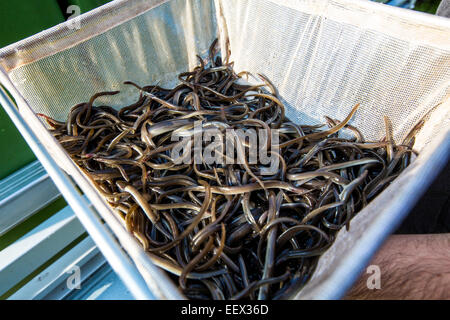 neue, junge Aale waren einfügen im Fluss Ruhr zu mehr Fische im Fluss, Artenschutz Stockfoto