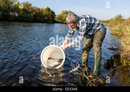 neue, junge Aale waren einfügen im Fluss Ruhr zu mehr Fische im Fluss, Artenschutz Stockfoto