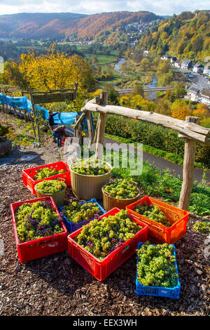 Historischen Weinberg angebaut von 1267 auf dem Schlossberg in Arnsberg, seit 2004 von Arnsberg "Altstadtfreunde Vereinigung" Stockfoto