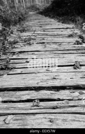 Grob behauene Board Gehweg führt in einen Wald verstreut mit gefallenen Herbst Blätter - geringe Schärfentiefe - Monochrom Stockfoto