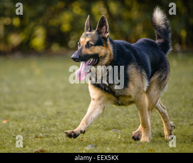 Deutscher Schäferhund läuft Stockfoto