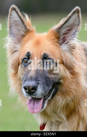 Porträt von einem Schäferhund Stockfoto