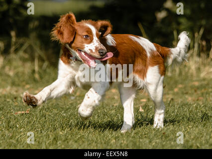 Welsh Springer Spaniel Welpen Spaß Stockfoto
