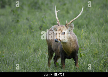 Hirsch-Axis Porcinus Schwein.  Bestandteil einer Wiedereinführung der Arten in der Phu Khieo Wildlife Sanctuary, Thailand im Jahr 1983. Stockfoto