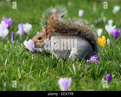 Scheint ein Grauhörnchen Frühling Krokusse - riechen, obwohl es ihnen - South Yorkshire, England, UK Essen Stockfoto