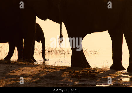 Afrikanischer Elefant Stockfoto