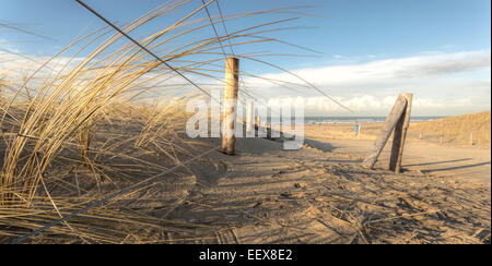 Dünengebieten Grass wachsen auf den Dünen - mit direktem Blick auf die Nordsee bei Katwijk Aan Zee, Südholland, Niederlande. Stockfoto