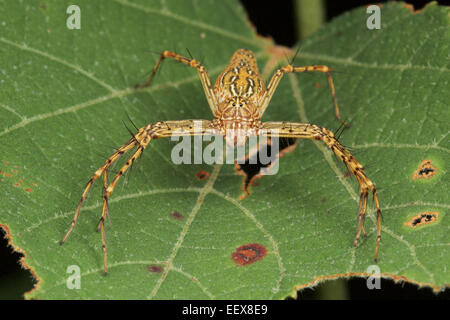 Ein Oxyopes SP. Luchs Spider (Oxyopidae). Stockfoto