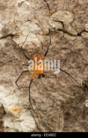 Männliche ornamentalen Baumstamm Spinne (Herenia Ornatissima) AKA verzierten Orb-Weaver Spider im Khao Yai National Park. Männlich. Stockfoto