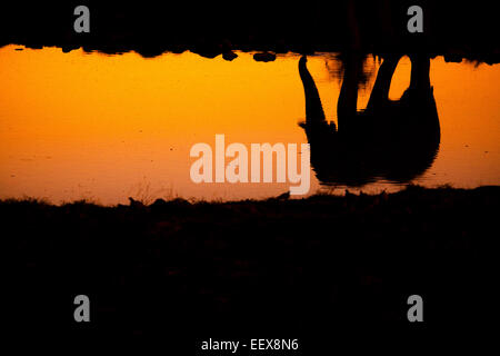 Afrikanischer Elefant Stockfoto