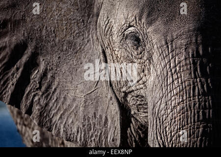 Afrikanischer Elefant Stockfoto