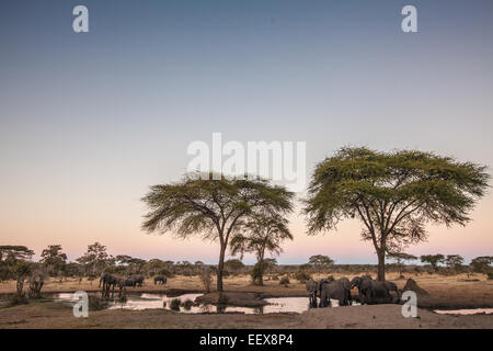 Afrikanischer Elefant Stockfoto