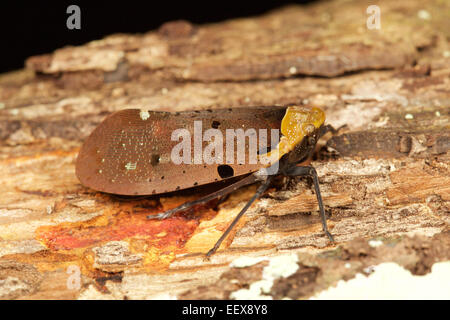 Penthicodes Atomaria, Fulgoroid, Nam Nao Nationalpark, Thailand. Stockfoto