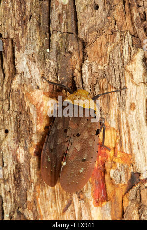 Penthicodes Atomaria, Fulgoroid, Nam Nao Nationalpark, Thailand. Stockfoto