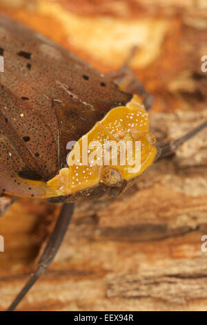 Penthicodes Atomaria, Fulgoroid, Nam Nao Nationalpark, Thailand. Stockfoto