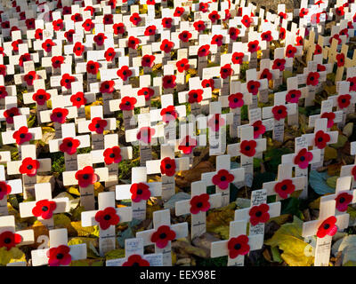 Zeilen der Royal British Legion Memorial Mohnblumen auf Holzkreuzen Krieg tot am Remembrance Day Gedenken Sonntag im Vereinigten Königreich Stockfoto