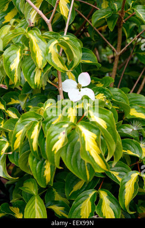 Cornus Kousa 'Gold Star' Stockfoto