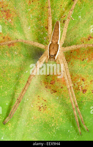 Kindergarten Web oder Angeln Spinne. Familie: PISAURIDAE im Khao Ang Rue Nai Wildlife Sanctuary in den östlichen Wäldern von Thailand Stockfoto