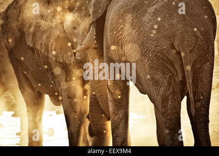 Afrikanischer Elefant Stockfoto