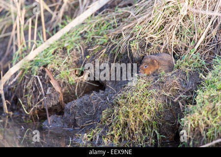 Schermaus, Arvicola Amphibius am Ufer mit Blick auf Wasser. Stockfoto