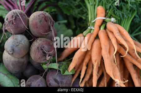 Rüben und Möhren auf dem Bauernhof frischen Produkten auf einem Bauernmarkt in CT USA Stockfoto