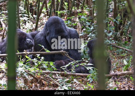 Gorilla Agashya Familie im Vulkan-Nationalpark, Ruanda Stockfoto