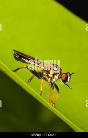 Ein Räuber fliegen (Asilidae) im Nationalpark Khai Yai, Thailand Stockfoto