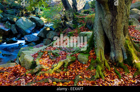 Herbstliche Wälder und Burbage Brook in Padley Schlucht auf der Longshaw Estate Peak District Nationalpark Derbyshire England UK Stockfoto